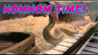 Hognose Feeding and weigh-ins