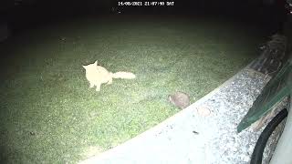 811A Reolink Color Night Sample - Cam´s Spotlight and Siren Test to remove Cat from hedge hog food.