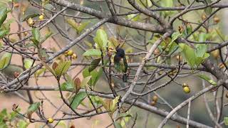 Great Barbet