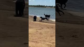 This dog loves water like.....vvvvv comment vvvv