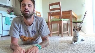 Yoga with chihuahua Pancho episode #2