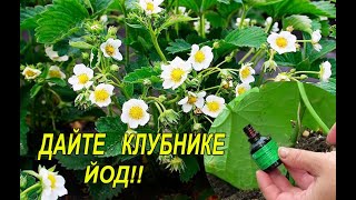 Подкормка Клубники Йодом Весной Опрыскивание Клубники Йодом Весной  Подкормка Клубники При Цветения