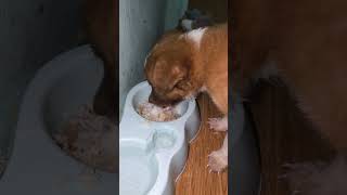 Chowing down on some deliciousness! 🐾🍚 #PuppyLove #YummyInMyTummy #PetLife #Lash