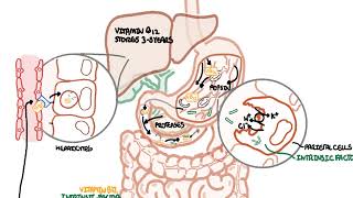 Understanding Vitamin B12 metabolism