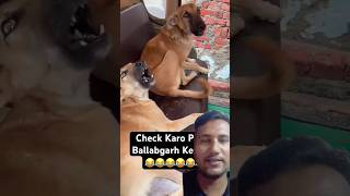 🐕 Auto Mein do dog ja rahe hai