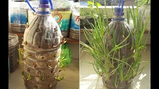 Make a Easy Onion Plant in Plastic Jar at Home