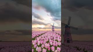 Windmill and beautiful flowers