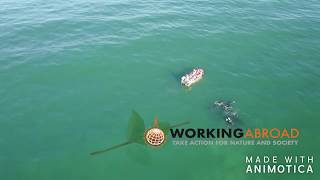 Drone Footage of Humpback Whales in South Africa