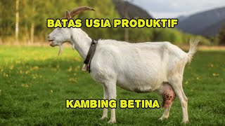 Berapa Batas Usia Produktif Kambing Betina??