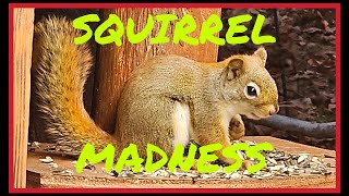 Cat TV Dog TV 4k Chipmunks , Squirrels and Birds #cattv #squirrel