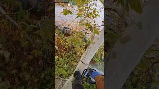 Cuting  gone wrong #arborist #gopro #croatia #stihl