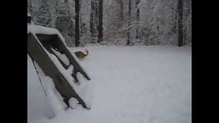 Golden Retriever Puppy Playing in Snow with Frisbee