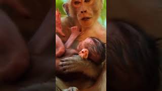 Ep381. Adorable Monkey Has the Cutest Reaction to Meeting a New Friend