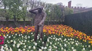 Tulips Bloom at Hampton Court Palace