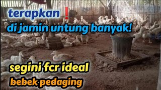 segini lo fcr ideal bebek pedaging || terapkan, dijamin untung banyak!!