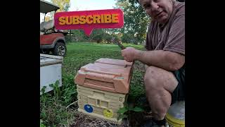 What's wrong with this queen.  #apimaehives #beekeepingadventures