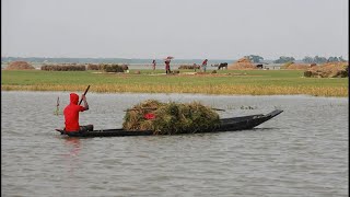 Village life in Bangladesh || বাংলাদেশের গ্রামীণ জীবন