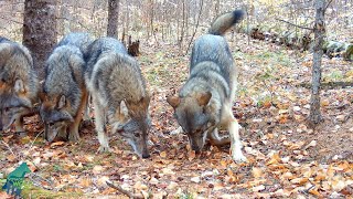 Striking footage of a wolf pack in the Minnesota fall