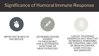 Antibody Mediated Immune Response