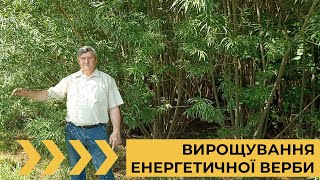 Вирощування енергетичної верби