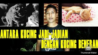 Cara Bedain Kucing Jadi-Jadian Dengan Kucing Beneran | Horor