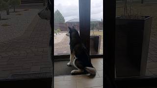 Alaskan Malamute waiting for owner 🐶🐾 #shorts #alaskanmalamute #funnyvideo #cute #dog #dogshorts