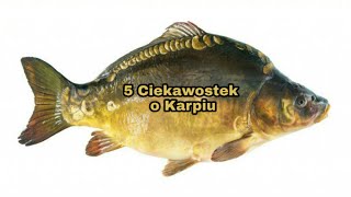 5 Ciekawostek o Karpiu