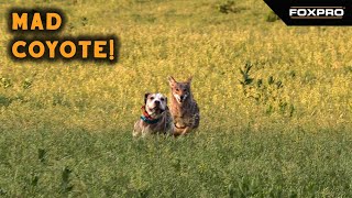 In Hot Pursuit - Coyote Hunting