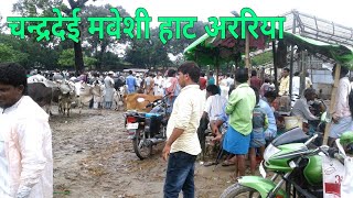 चन्द्रदेई मवेशी हाट अररिया || Araria animal market || bihar cattle market || cattle market !!