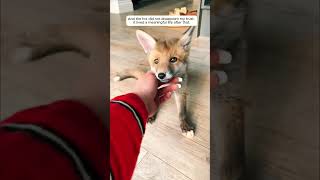 The family rescued a weak baby fox and raised it in their warm home #animalshorts #fox