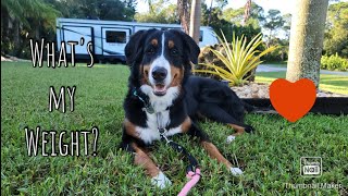 How much does our Bernese Mountain Dog weigh?!?!