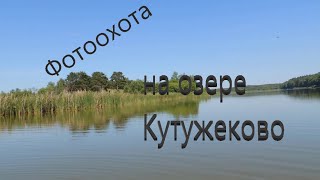 Фотоохота на озере Кутужеково