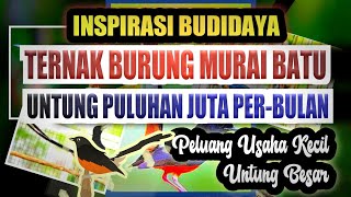 Inspirasi Budidaya Ternak Murai Batu Pemula Untung Puluhan Juta Rupiah Setiap Bulan