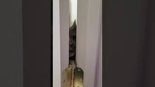 Cat Loves to Play Through Door #shorts