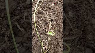 Beetroot seedlings emerging from the soil 1 week after sowing the seeds | first time and loving it