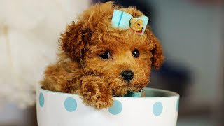 18 Popular Teacup Dog Breeds