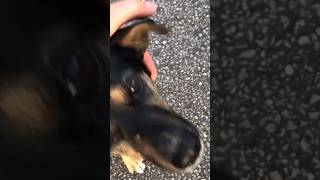 This dog is just happy to be at a farmers market!￼