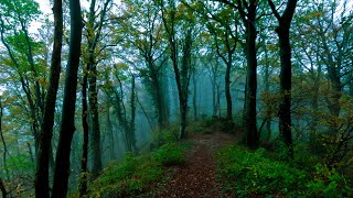 Exploring a Dark and Foggy forest Alone | POV 4K 60FPS