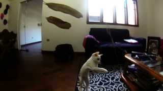 Mi cat Walter White in solw motion gopro hero 3