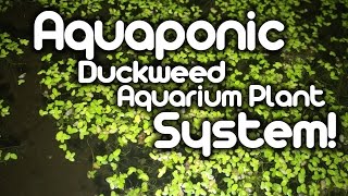 My Aquaponic System - Walk Through