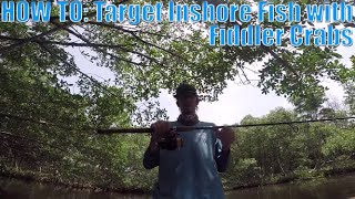 HOW TO: Use FIDDLER CRABS to Catch INSHORE GIANTS