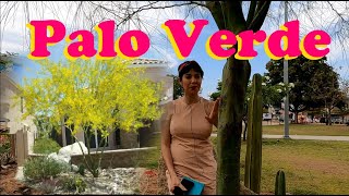 El árbol que no se riega| Bueno, bonito y barato| Palo verde o Parkinsonia