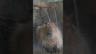 #greater #capybara #Hydrochoeris #Hydrochoeris #isthmius lesser capybara