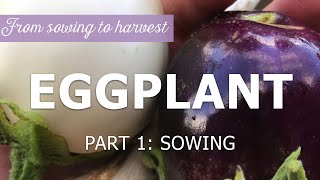 Eggplant from sowing to harvest - Sowing