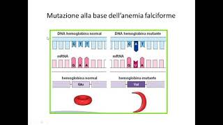 Biologia molecolare del gene (7)