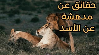 حقائق مذهلة عن الاسد:ملك الغابة