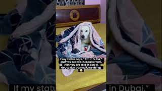 Keep it simple dude 🙄😐 #goldenretrieverpuppy #dogs#dogshorts #funnydogvideos