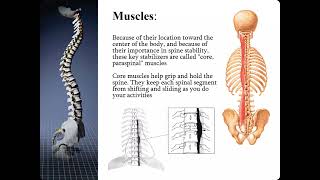 X- Ray Analysis of Trauma Spine Images