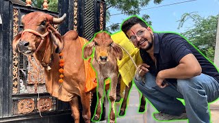 लाडो की बेटी का नाम क्या है😳😳#baawalechorecows #ladokibeti #newcalf #cowlover