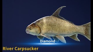 How to catch Diamond River Carpsucker.